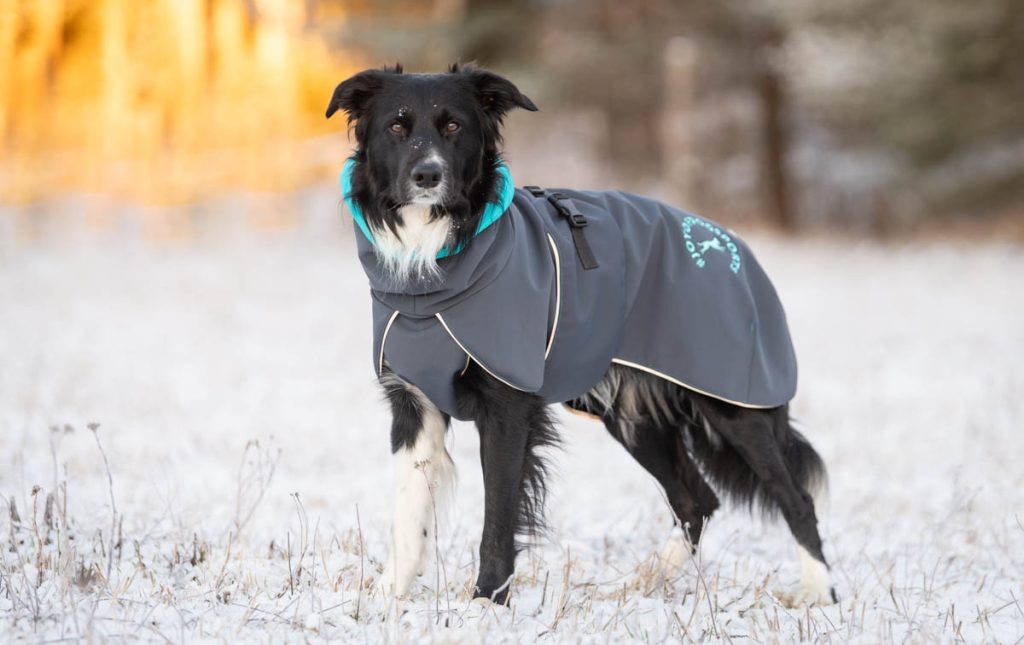 Grey-turquoise SportWarmer 60 cm and big Border Collie male