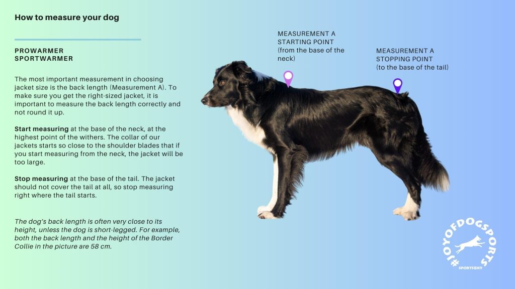 How to measure your dog, back length (measurement A)