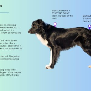 How to measure your dog, back length (measurement A)