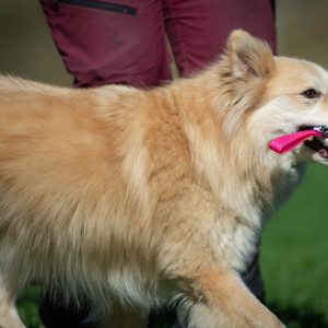 IttyBitty pink with medium dog