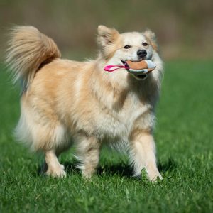 TeenyTiny ball pink and medium dog