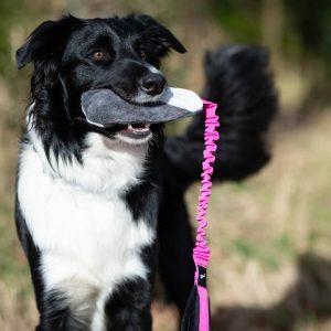 Border Collie junior playing with BungeeCutie pink-black