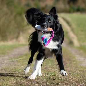 Border Collie and BungeeCutie pink-turquoise