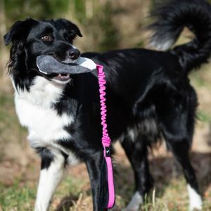 Border Collie junior playing with BungeeCutie pink-black