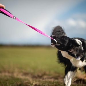 Border Collie playing with BungeeCutie pink-black