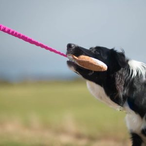 Border Collie and BungeeCutie pink-turquoise