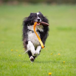 BungeeCutie orange in action with small Border Collie