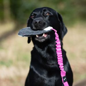 Labrador Retriever playing with BungeeCutie pink-black