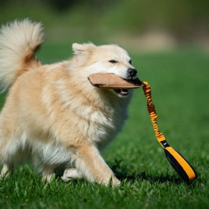 Medium dog with orange BungeeCutie
