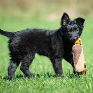 Puppy with orange BungeeCutie