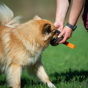 Orange Sweetie ball and medium dog