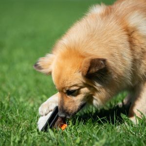 Sweetie ball orange and medium dog