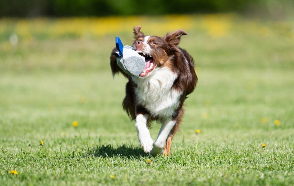 Blue Chewie and Mini American Shepherd