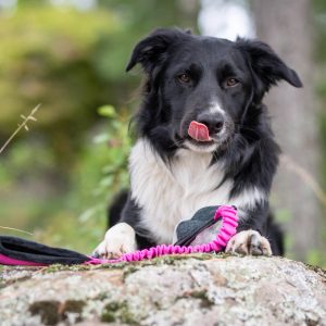 BungeeSweetie pink-black with Border Collie