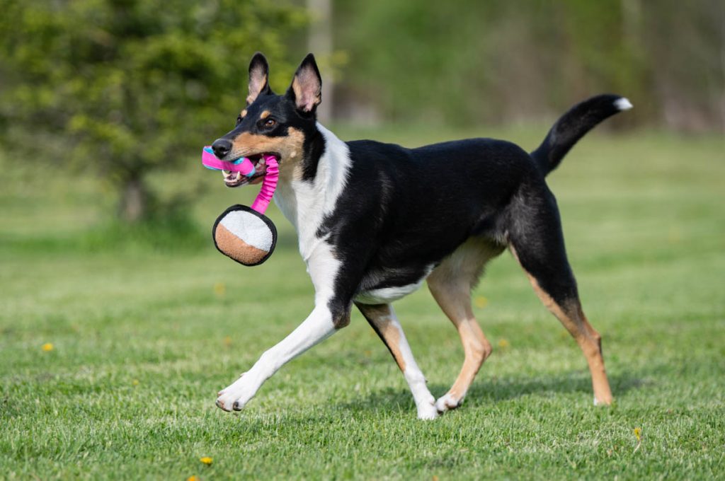 BungeeSweetie pink-turquoise Smooth Collie