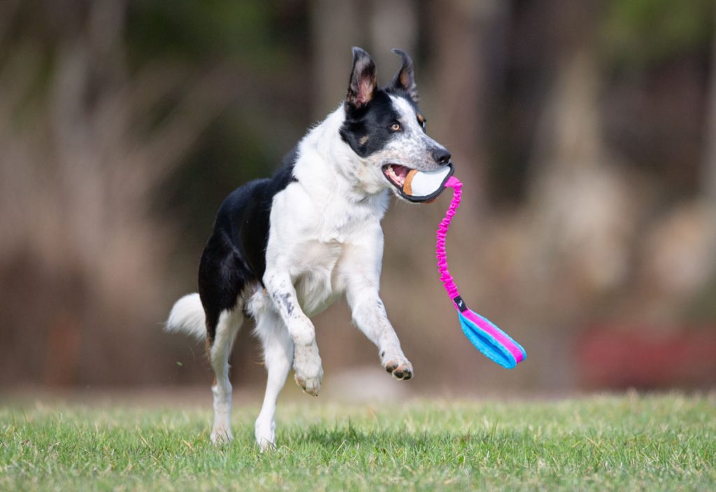 BungeeSweetie pink and turquoise and BC