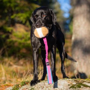 BungeeSweetie XL pink-turquoise and Labrador