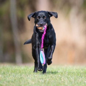 Pink-turquoise BungeeSweetie XL and Labrador Retriever male