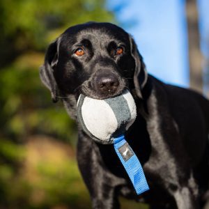 Sweetie XL blue and Labrador Retriever