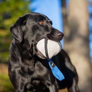 Sweetie XL blue and Labrador Retriever