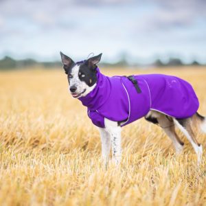 Border Collie and size 55 cm lilac SportWarmer