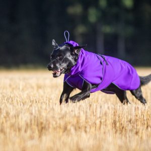 Labrador and size 60 cm SportWarmer jacket