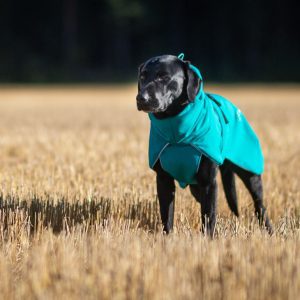 SportWarmer Aqua colour size 60 cm and Labrador male