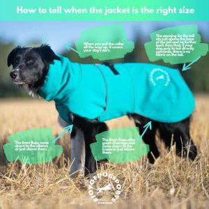 How to tell when the dog jacket is the right size