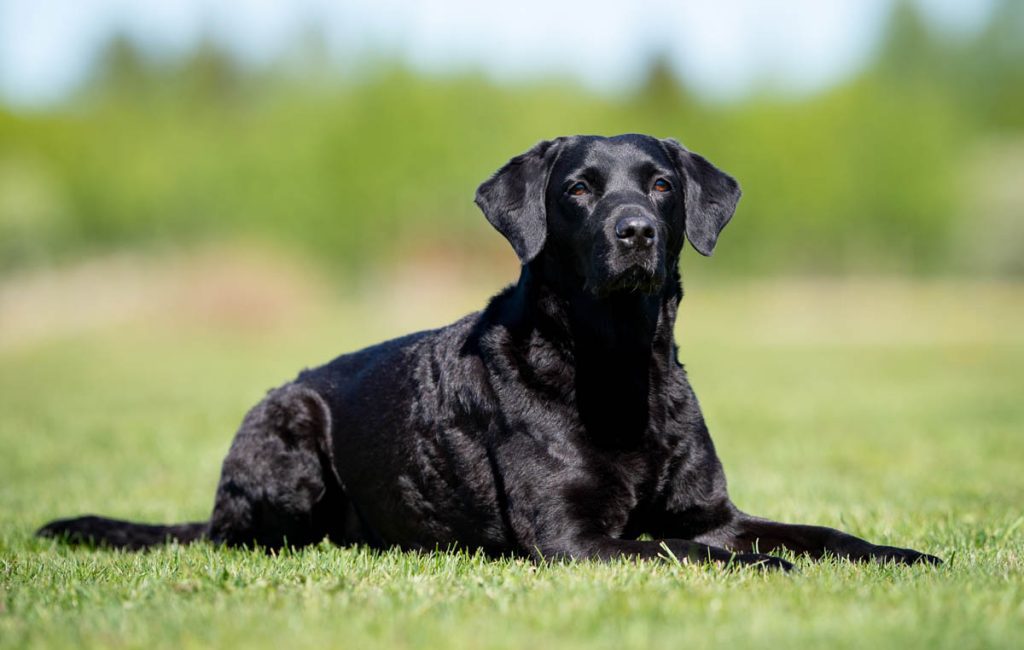 how to teach your dog to calm down