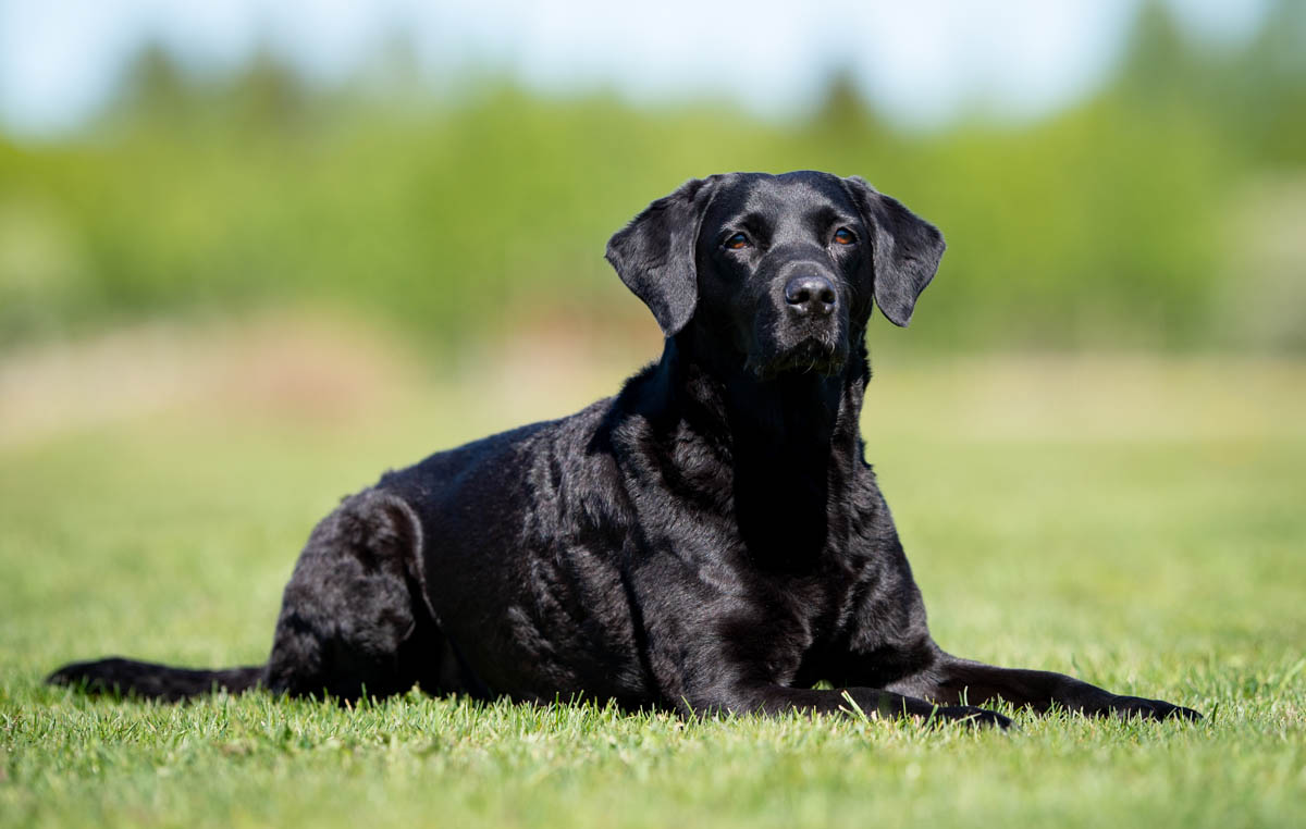 how to teach your dog to calm down