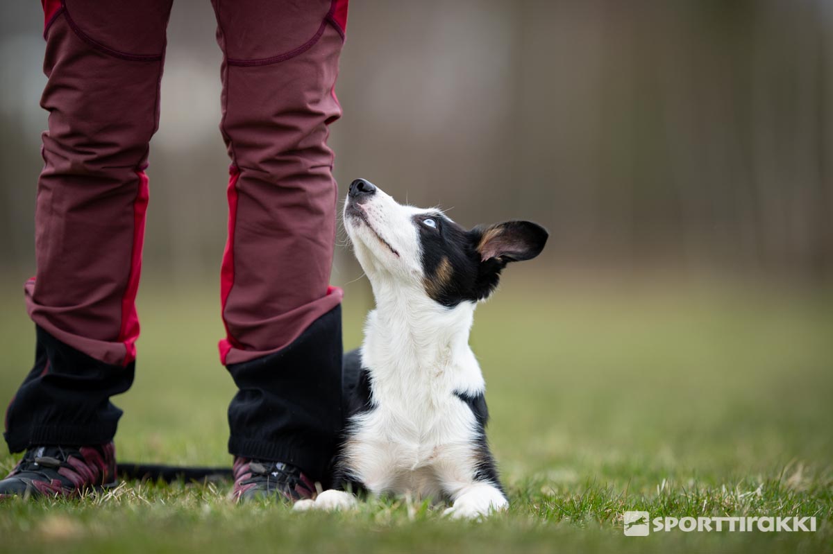 Puppy calming skills