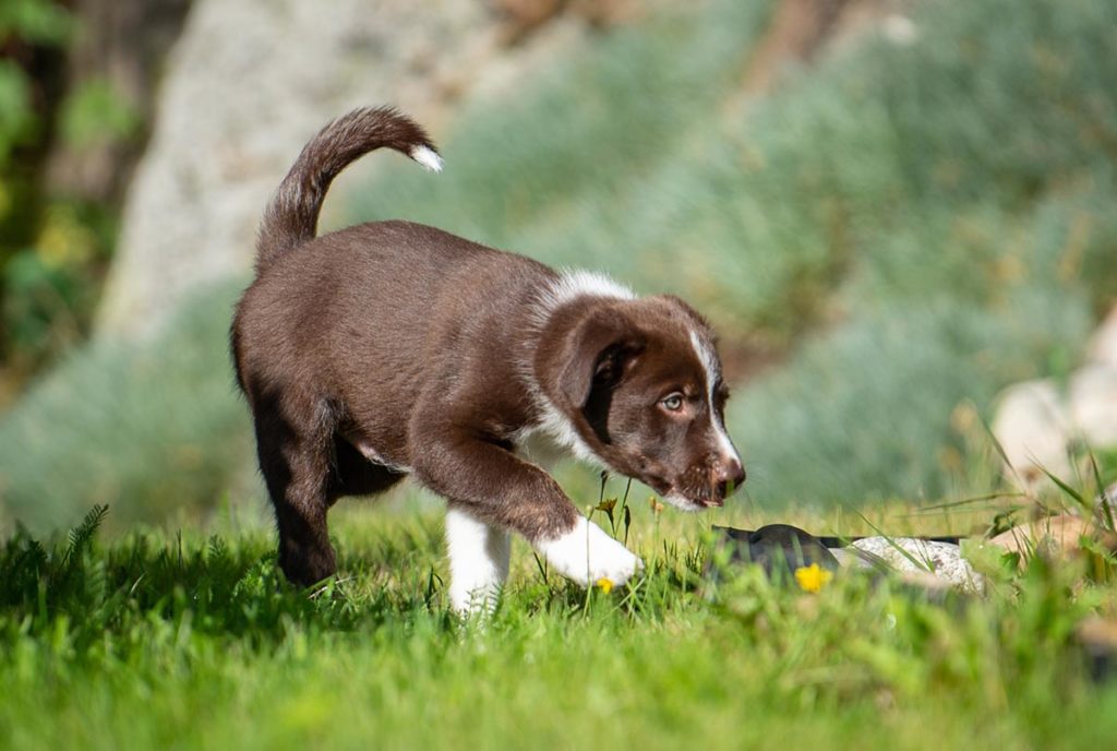 teaching recall to a dog