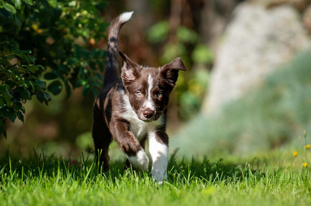 teaching recall to a puppy