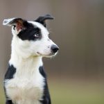 A shy dog in training and dog sports