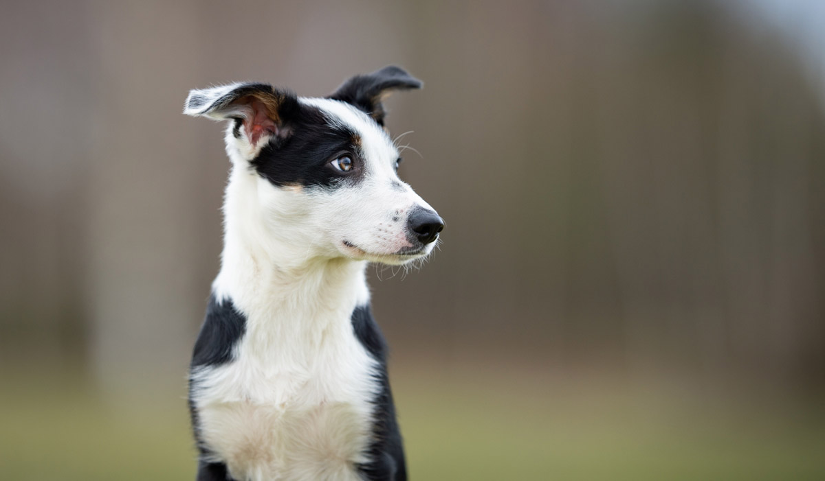 A shy dog in training and dog sports