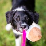 Puppy life pitfalls and how to avoid them