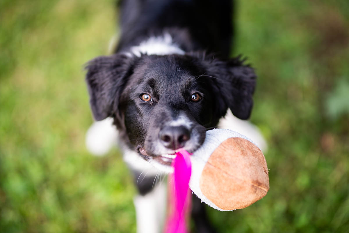 Puppy life pitfalls and how to avoid them