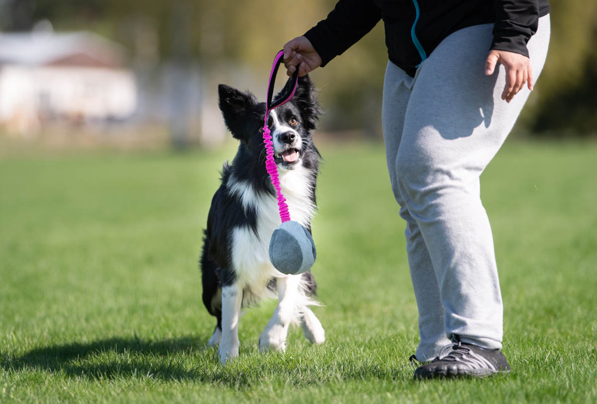 The teenage dog phase: surviving adolescence with your dog