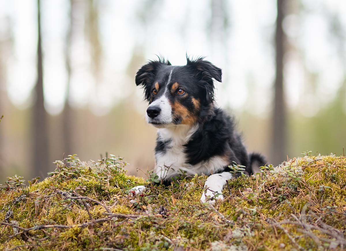 A puppy is usually naturally interested in its owner and rewards, but as sexual maturity approaches, the dog’s priorities begin to change.