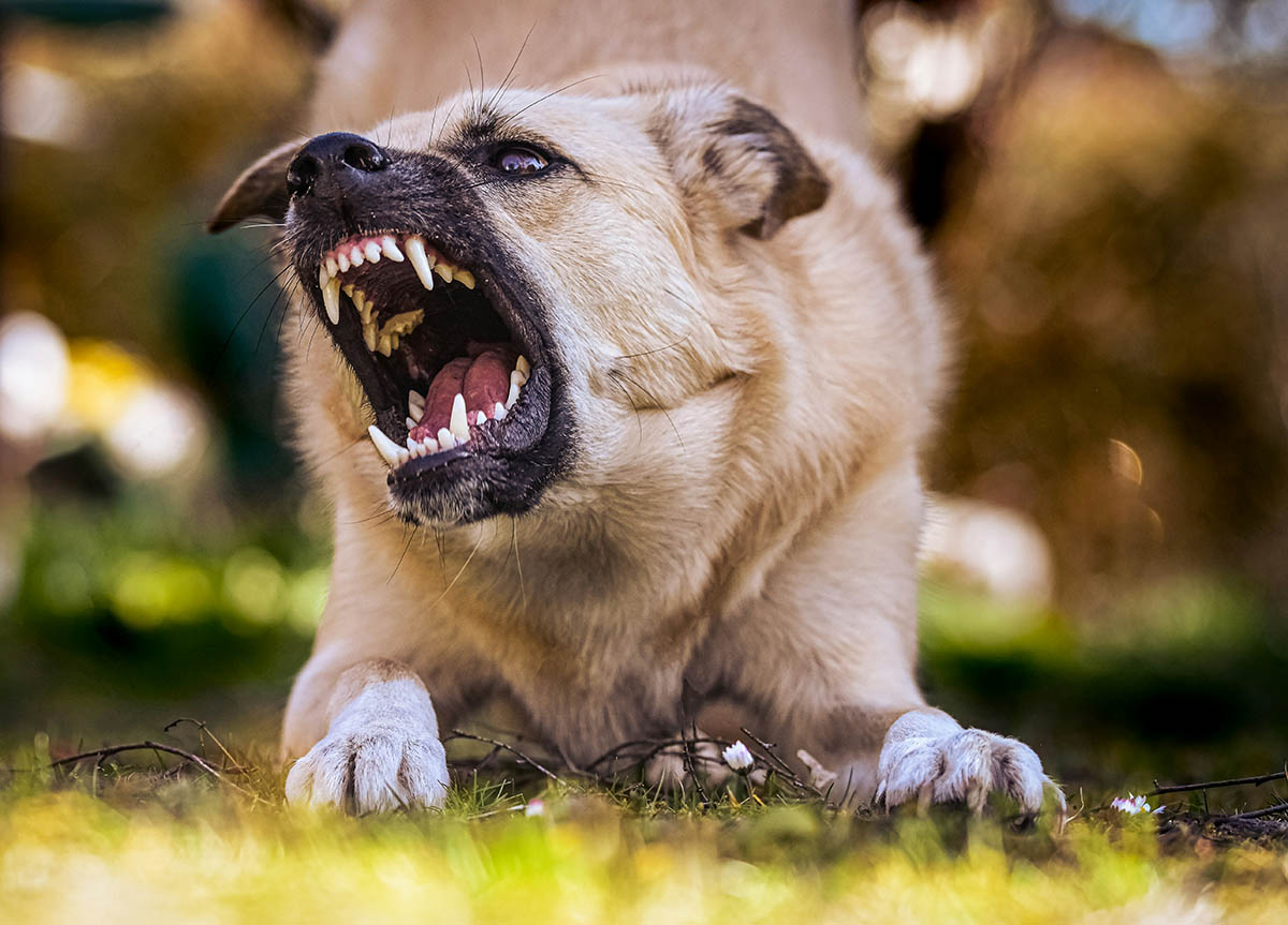 living with a difficult dog