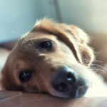 Difficult dog - how to survive